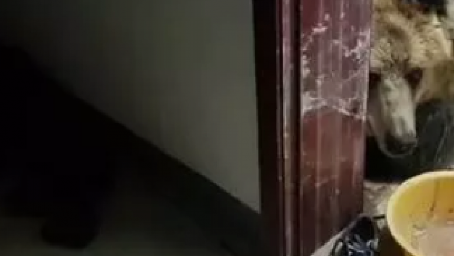 ČOVEK OTIŠAO DO KUPATILA, A U NJEMU MEDVED! Stravičan incident u Kini (FOTO)