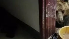 ČOVEK OTIŠAO DO KUPATILA, A U NJEMU MEDVED! Stravičan incident u Kini (FOTO)