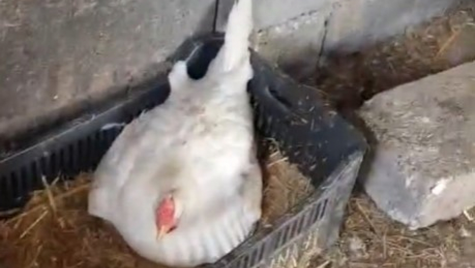 GORAN JE ČUO ŠUŠKANJE U KOKOŠINJCU Kada je otkrio na čemu leži kokoška, umalo se onesvestio od šoka! (VIDEO)