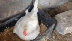 GORAN JE ČUO ŠUŠKANJE U KOKOŠINJCU Kada je otkrio na čemu leži kokoška, umalo se onesvestio od šoka! (VIDEO)
