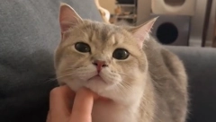 NJIHOV DIRLJIV SUSRET TOPI I NAJTVRĐA SRCA Mačak je video svog brata posle 2 nedelje razdvojenosti