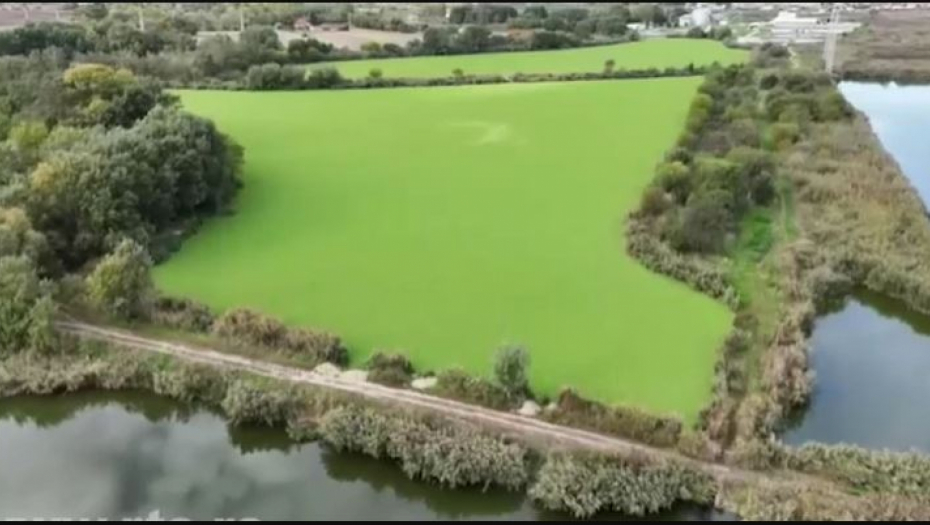 PALIĆKO JEZERO PREKRIVENO ZELENOM POVRŠINOM! Građani u šoku gledaju, stručnjaci objašnjavaju o čemu je reč