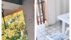 JEZIVA NAJEZDA SMRDIBUBA U SRBIJI! Ljudi bukvalno ne smeju vrata da otvore, prizor je šokantan (VIDEO)