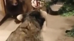 ŠTA RADI OVAJ RAKUN? Kada vidi ukrasnu jelku, poputno poludi (VIDEO)