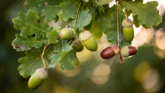 Samo jedna osoba u Hrvatskoj dobila dozvolu da ih sakuplja, a zarada ide i do 7,7 miliona evra