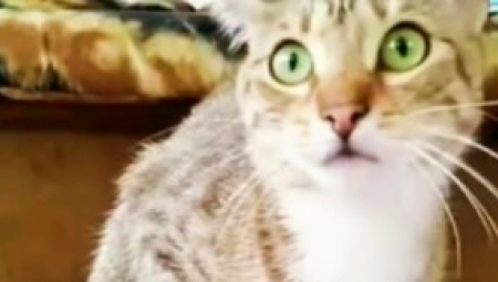 SNIMAK MAČKE ZAPALIO INTERNET Njena reakcija na horor film nasmejaće vas do suza! (VIDEO)