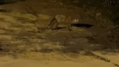 DIVLJA ŽIVOTINJICA SNIMLJENA NA DEDINJU Šok snimak na mrežama, DEČAK KOMENTAROM NASMEJAO SRBIJU! A tek tatin odgovor...  (VIDEO)