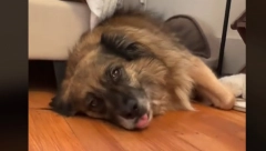 URNEBESNA REAKCIJA NASMEJALA MILIONE Žena uhvatila trenutak kada je pas shvatio da ne ide u park nego kod veterinata