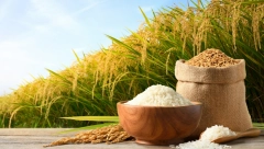 PRETRPELI OGROMNU ŠTETU Prinuđeni su da uvezu 500.000 tona pirinča