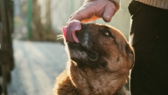 IZGUBILA JE SVE UDOVE NAKON ŠTO JE DOPUSTILA PSU DA JE LIŽE  Usledila je grčevita borba za život, a dijagnoza je bila pravi šok