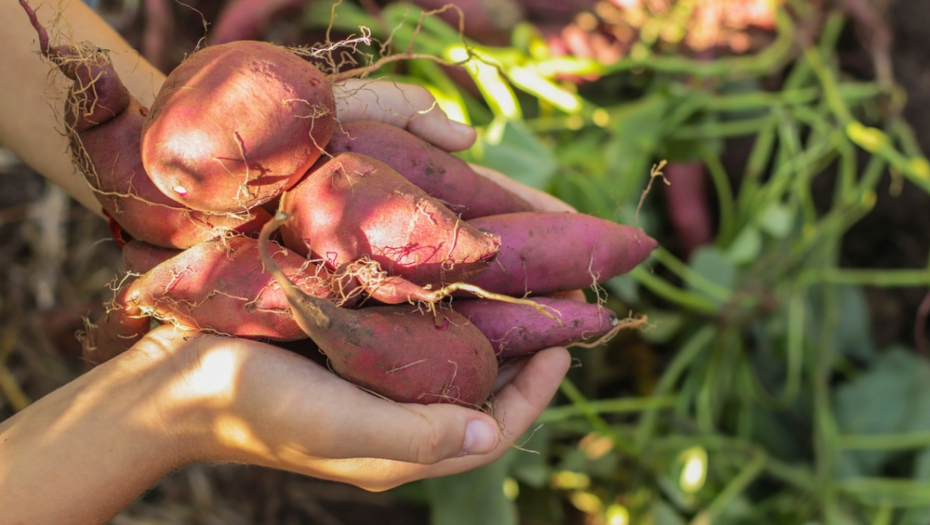 Zaradi se 10.000 evra po sezoni, ali možete ga saditi u svojoj bašti: Ovo povrće je sve popularnije, ali nije jednostavno započeti