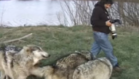FOTOGRAFU PRIŠLI VUKOVI DOK JE STAJAO PORED REKE Zveri uradile nešto što će pamtiti dok je živ, prizor ledi krv u žilama! (VIDEO)