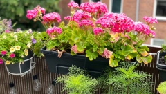 PRIPREMITE MUŠKATLE ZA ZIMU Pratite ove jednostavne Milenine savete i vaše cveće će dočekati proleće