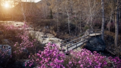 NAJLEPŠI CVET KOJI SE NE PLAŠI ZIME Raskošnim izgledom ukrašavaće vašu terasu cele godine