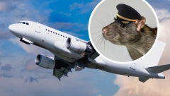 PACOV IM JURCAO IZNAD GLAVE Putnike u avionu posetio glodar veličine RAKUNA (VIDEO)