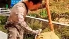 ČOVEK PRONAŠAO GNEZDO SMRTONOSNOG INSEKTA Kada vidite kako izgleda iznutra, zalediće vam se krv u žilama! (VIDEO)