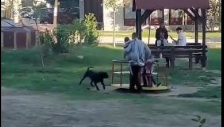 UŽAS U DEČJEM PARKU U NIŠU! Razjareni pas napao decu pored osnovne škole!Otac jedva uspeo da ih spase (VIDEO)