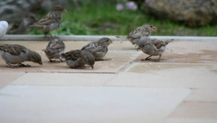 NARODNA PROGNOZA VREMENA RETKO OMAŠI Ako se krajem oktobra vrapci ''kupaju'' po zemlji, otkrivaju nam kakva će biti zima
