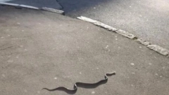 PRIZOR NA BANOVOM BRDU ŠOKIRAO SVE! Neočekivani gost pozira na suncu