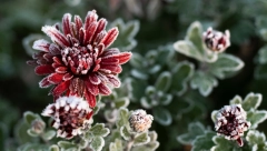 PAO PRVI SNEG U SRBIJI! Snežne padavine u Prokuplju, Kuršumliji i na Kopaoniku