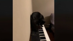 NEOBIČNO NOĆNO BUĐENJE Ženu su trgnuli iz sna čudni zvukovi, zapanjila se kad je videla šta radi njena mačka