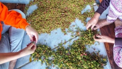 KILOGRAM KOŠTA MILION DINARA Najskuplji začin na svetu možete da uzgajate sami, evo i kako