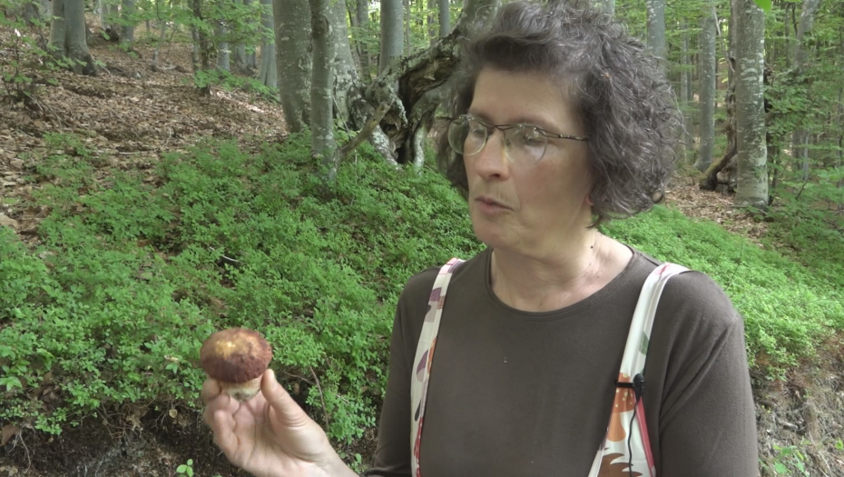"NE BERITE I NE JEDITE PEČURKE NA SVOJU RUKU" Milka iz Užica otkriva sa kojim sve predznanjem treba krenuti u šumu u branje gljiva