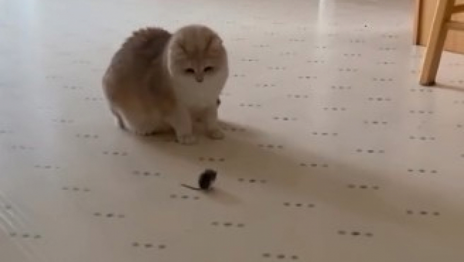 KAO DA SU VIDELE DUHA Vlasnica postavila miša ispred 3 kućne mace, njihova reakcija će vas nasmejati do suza! (VIDEO)