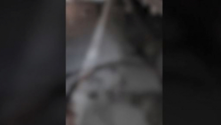 SVUDA KRV I LEŠEVI PO PUTU! Auto kod Kragujevca udario u KRDO DIVLJIH SVINJA (VIDEO)