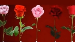 HOĆE LI SE VAŠA NAJVEĆA ŽELJA OSTVARITI? Izaberite jednu ružu sa slike i saznajte šta vas čeka