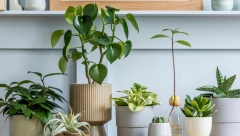 OVE 4 SOBNE BILJKE ŠTITE OD KONDENZACIJE I VLAGE Cveće koje će vas spasiti tokom zime od crnih buđavih fleka