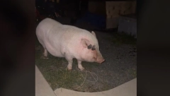 SVINJA PROVALILA U GARAŽU I POPILA SVO PIVO! Postala hit na internetu, ljudi plaču od smeha dok gledaju