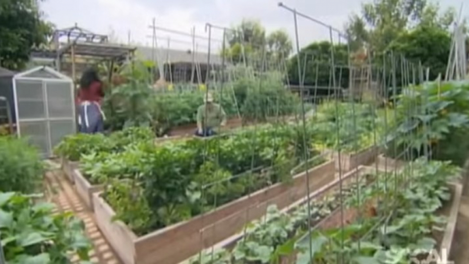 NA ZEMLJIŠTU OD 4 ARA SE OBOGATILI Ovo može da uradi svako ko ima dvorište