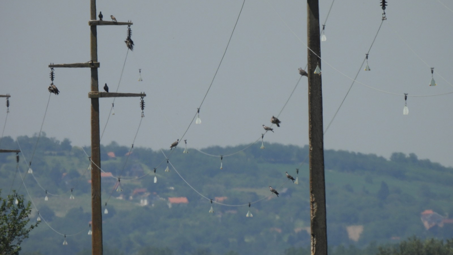 ELEKTRODISTRIBUCIJA SRBIJE ČUVA PTICE SRBIJE Nova gnezda za rode i bezbedni dalekovodi uz Dunav