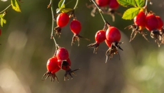Zarada do 9.000 evra a u Srbiji uspeva samo tako: Iznenadiće vas kako je dobar biznis ova biljka