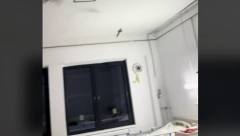 HAOS NA ODELJENJU PEDIJATRIJE! Slepi miševi uleteli u sobu, pa sumanuto udarali po zidovima: Majka sve snimila! (VIDEO)