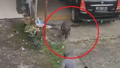 DIVLJA SVINJA NAPALA LJUDE Oborila ženu na zemlju, celo selo u panici (FOTO)