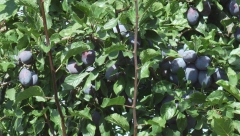 ZA RAKIJU NEMA BOLJE ŠLJIVE OD POŽEGAČE Čuvena sorta voća pred nestajenjem zbog klimatskih promena i bolesti