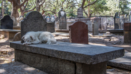 PAS JE PRIŠAO KOVČEGU SVOG PREMINULOG GAZDE Usledila je scena koja kida dušu na komade!
