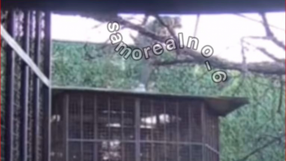 POBEGLA DVA ZADRUGARA! Pojavio se snimak na kom preskaču ogradu, evo ko je u pitanju (VIDEO)