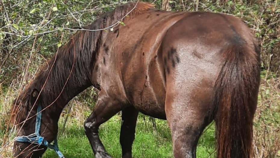 POMOZITE! DIRLJIVA PRIČA O NESTALOJ KOBILI DORI IZ SELA PRĆILOVICA KOD ALEKSINCA: Stanojlo apeluje na sve ljude u kraju!