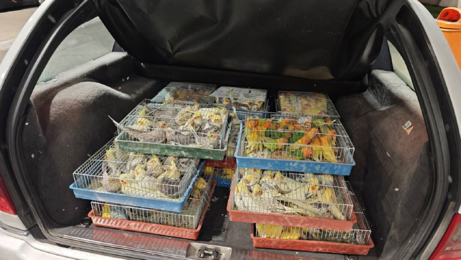 NESVAKIDAŠNJI POKUŠAJ ŠVERCA PREKO GRADINE  Cvrkut ptica iz automobila otkro švercera zaštićene vrste životinja