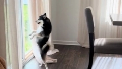 SNIMAK OVOG PSA JE OBORIO INTERNET Kada vidite kako pleše, suze će vam krenuti od smeha!