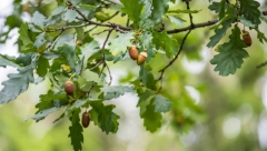 PLOD KOJI DONOSI VELIKU ZARADU Kada rodi, mada nije često, donosi mnogo novca
