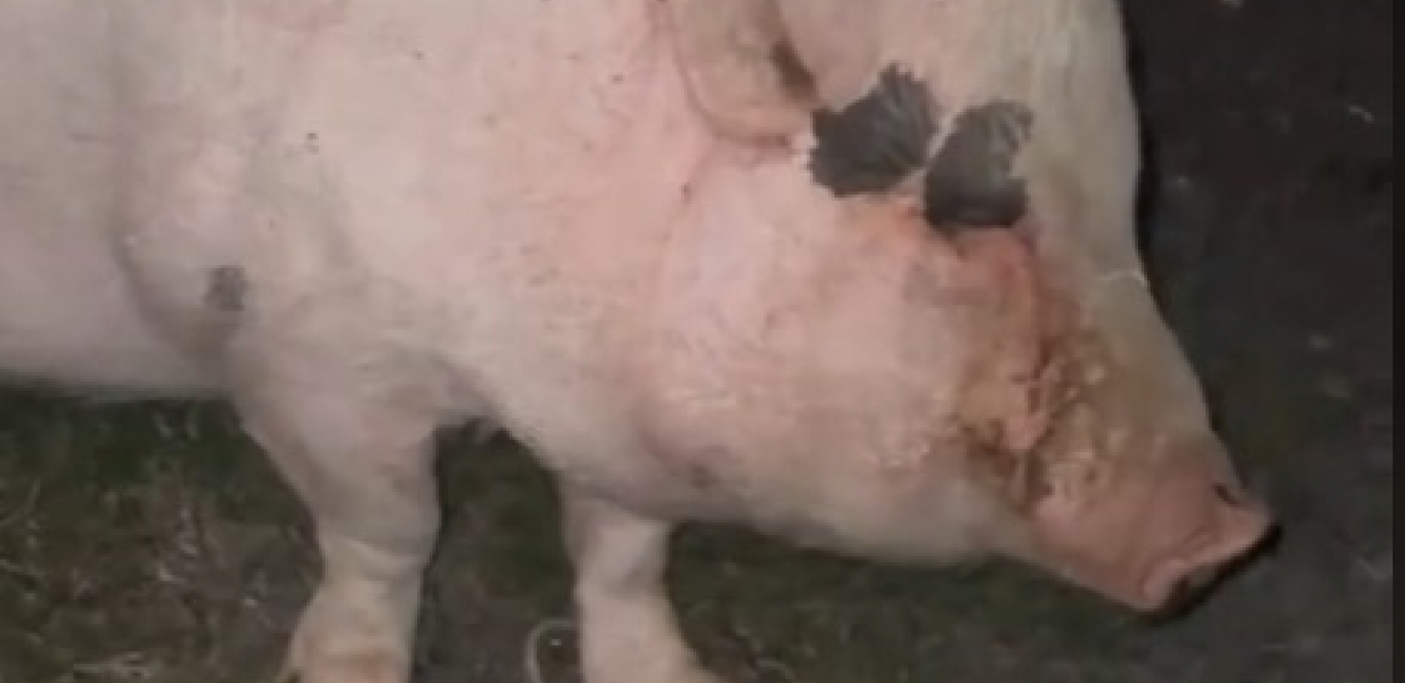 SVINJA JAGODA REŠILA DA NAPRAVI ŽURKU Ušunjala se u garažu pa pronašla pivo - tu je bila i patka! (VIDEO)