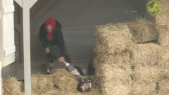 SMEH DO SUZA NA FARMI Rijaliti učesnica nasmejala ceo region, cimeri joj odmah pritekli u pomoć (VIDEO)