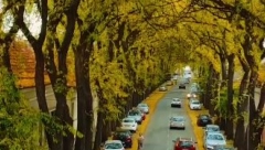 DA LI JE OVO NAJLEPŠA ULICA U SRBIJI?! Zablistala u jesenjim bojama i sada izgleda NESTVARNO (VIDEO)