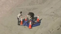 RADNIK PRONAŠAO LJUDSKU GLAVU NA PLAŽI Meštani zabrinuti (VIDEO)