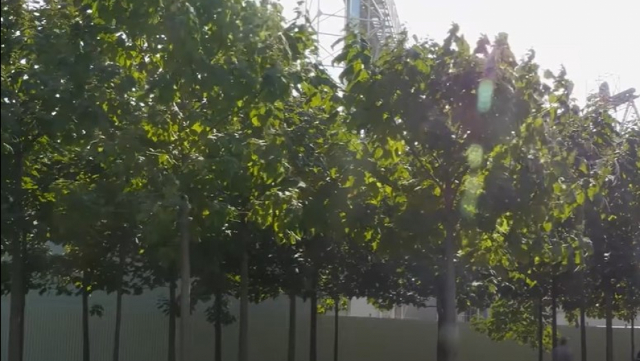 NE PLAĆA GREJANJE DO KRAJA ŽIVOTA! Paraćinac zasadio drvo koje za 5 godina izraste 20 metara, greje bolje od uglja