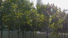 NE PLAĆA GREJANJE DO KRAJA ŽIVOTA! Paraćinac zasadio drvo koje za 5 godina izraste 20 metara, greje bolje od uglja